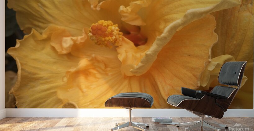 Golden Yellow Hibiscus Wall Murals