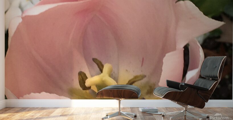 Tulip Wall Murals