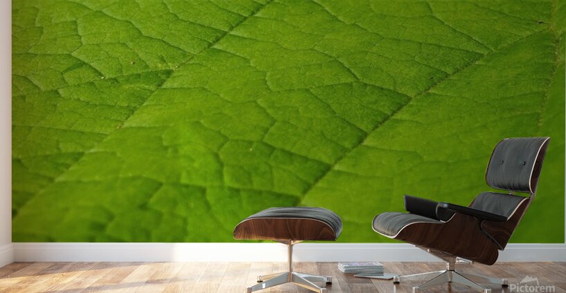 Leaf Wall Murals
