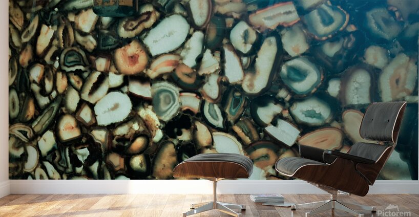 Shells Wall Murals