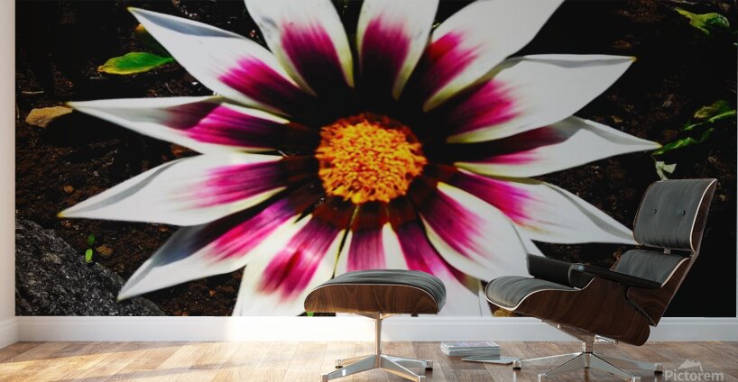 The gazania flower Wall Murals