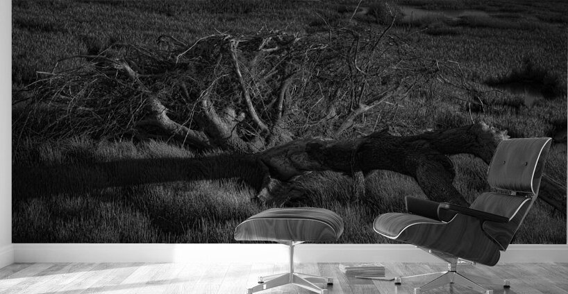 FS240430BW Wall Murals