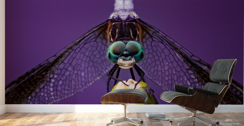 Dragonfly Staring Contest Wall Murals