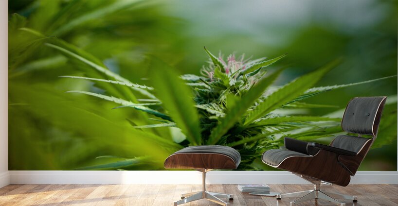 Ethereal Foliage Wall Murals