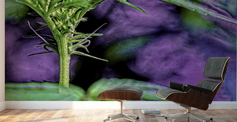 Young Female Marijuana  Flower Wall Murals