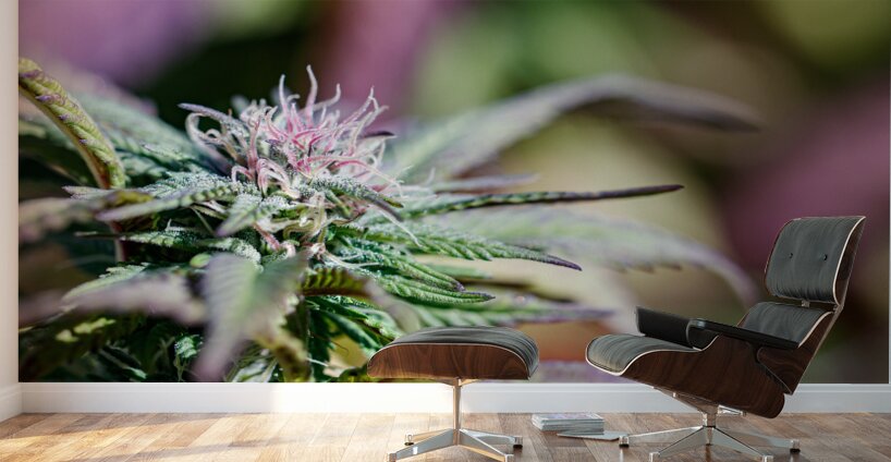 Pretty in Pink & Green Wall Murals