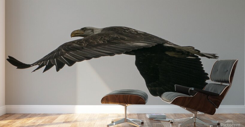 IMG 6945 Wall Murals