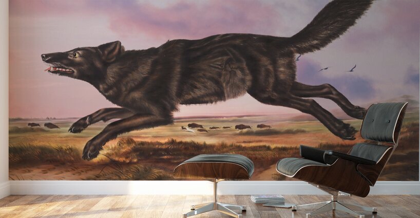 Black American Wolf Wall Murals