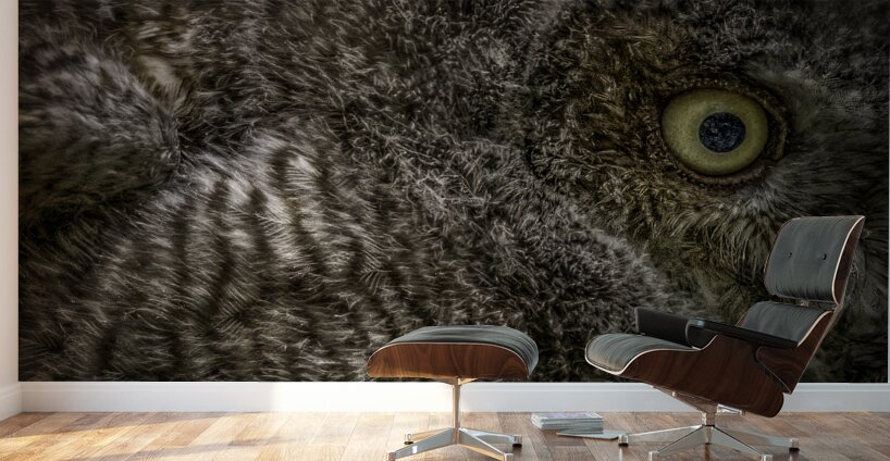 11212 Eastern Screech Owlet. Megascops asio  Wall Murals