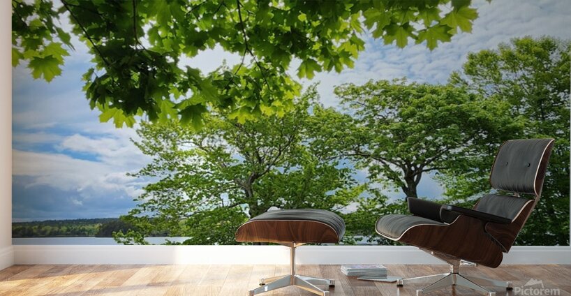 Maple Canopy Wall Murals