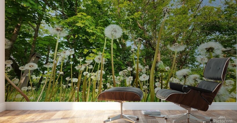 So Many Wishes Wall Murals