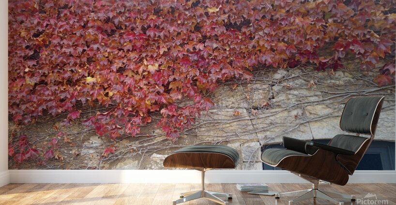 Vine Wall Murals