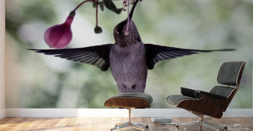 IMG 8185 Wall Murals