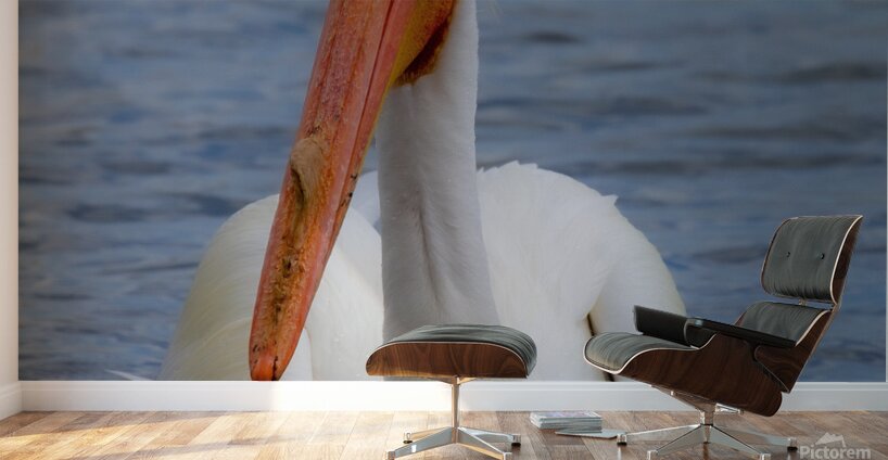 Pelican with water droplets  Wall Murals