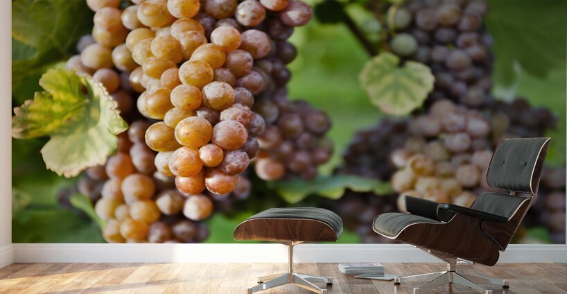 Organic Ripe Pinot Gris Grapes Okanagan Valley Vineyard Wall Murals