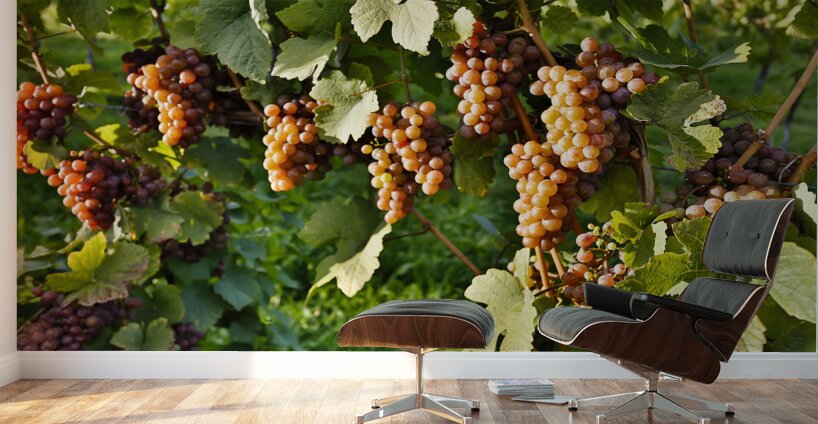 Organic Ripe Pinot Gris Grapes Okanagan Valley Vineyard Wall Murals