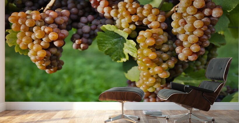 Organic Ripe Pinot Gris Grapes Okanagan Valley Vineyard Wall Murals