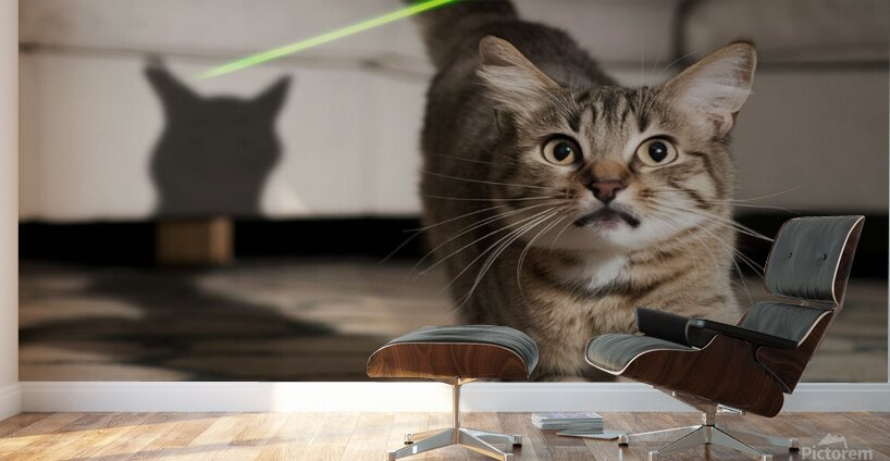 A cat chasing after a laser pointer beam looking utterly confused. Wall Murals