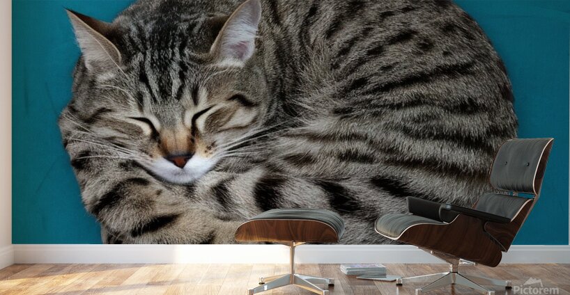 A cat sleeping in an impossibly tangled contorted position. Wall Murals