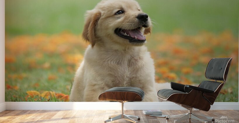 Inclave  Casino List Wall Murals