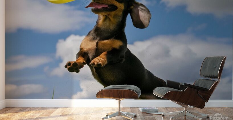 Fetching fun: A Dachshund jumping to catch a frisbee in mid-air. Wall Murals