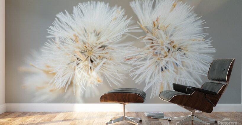 DSC03431 Wall Murals