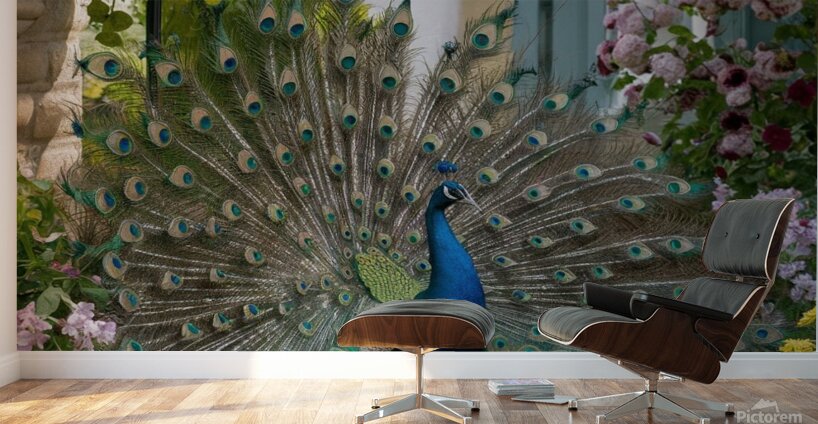  peacock spreading its wings in a beautiful  Wall Murals