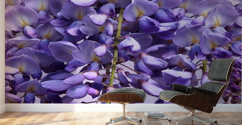 Purple Wisteria Flowers Wall Murals