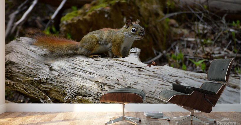 Chippin  in Wall Murals