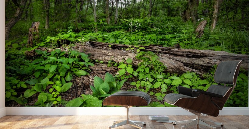 Appalachian Forest Wall Murals