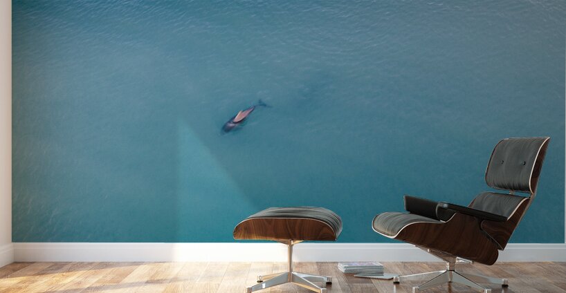 Doplhin Swim Wall Murals