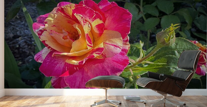 Pink Lemonade Wall Murals