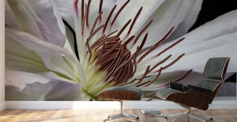 Hints Of Purple And Green Clematis Wall Murals