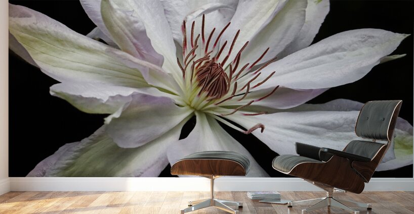 Hints Of Purple Clematis Wall Murals