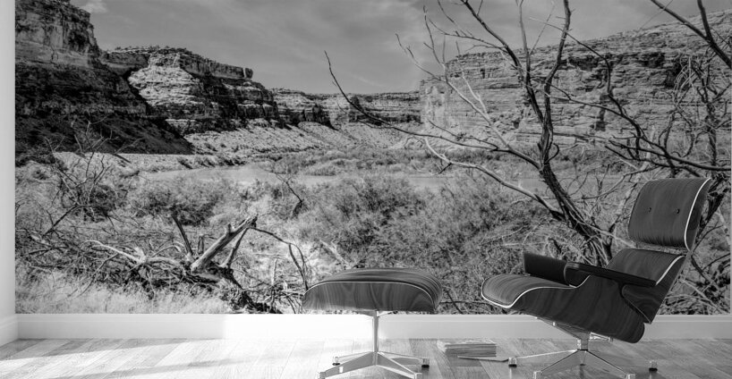 Dead Tree Colorado River Utah Grayscale Wall Murals