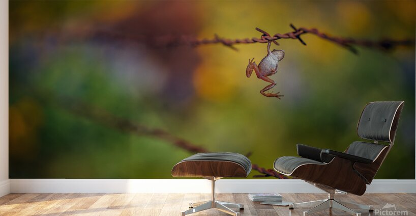 Hang In There  Wall Murals