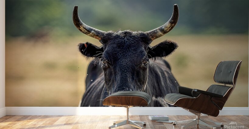 Longhorn Lady Wall Murals