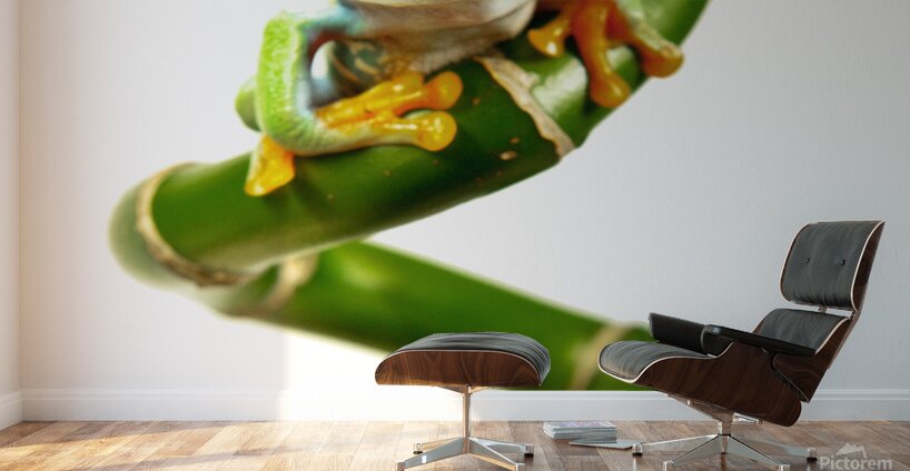 Lucky Frog Wall Murals