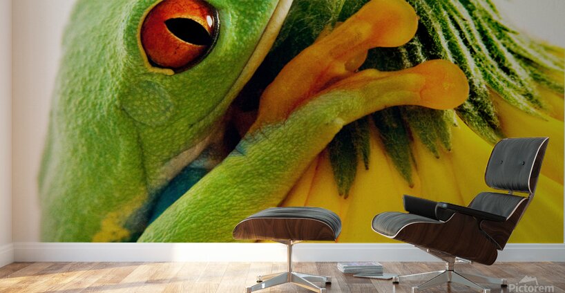 Frog On A Petal Wall Murals
