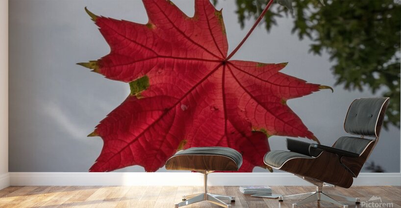 The tree leaf Wall Murals