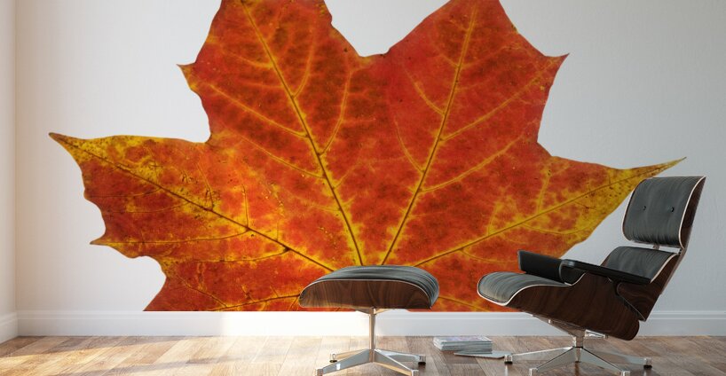 Autumn Leaf 3 Wall Murals