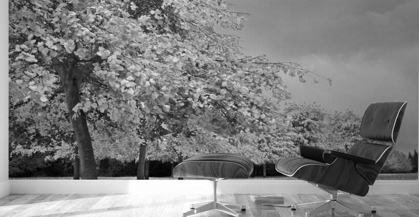 Autumn Days in Mono Wall Murals