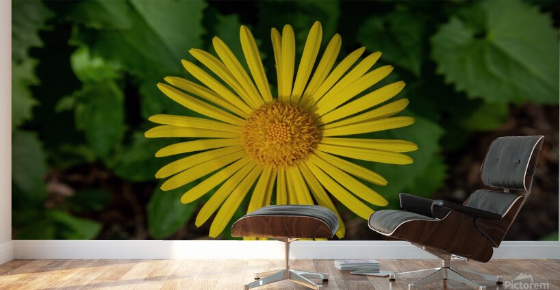 Leopards bane Wall Murals