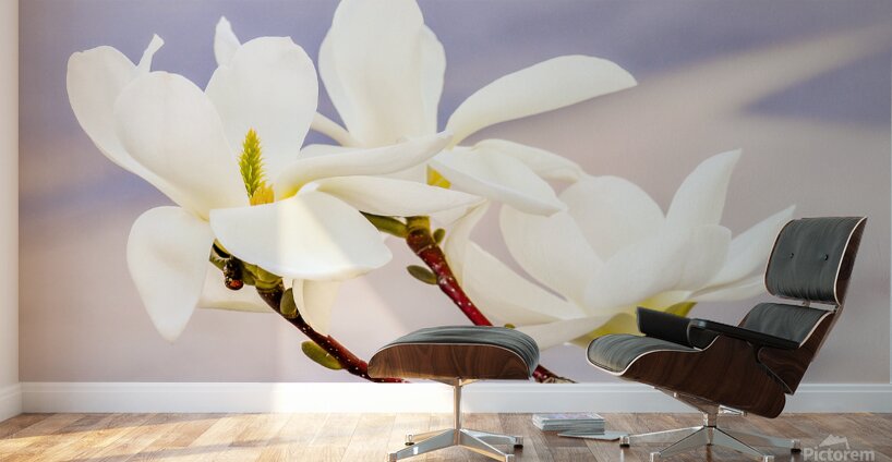 Magnolias Wall Murals
