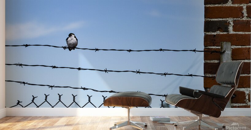 Bird on a Wire Wall Murals