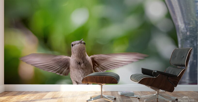 IMG 094400000 Wall Murals