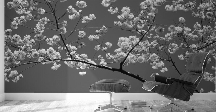 Cherry Blossoms Washington DC USA 152181 Wall Murals
