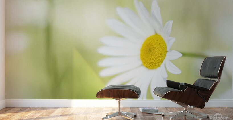 The Subtle Allure of a Simple Daisy Wall Murals