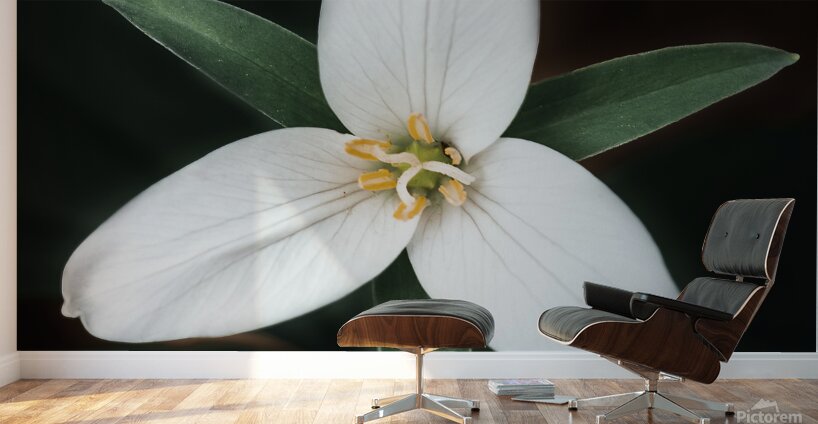 The Lone Bloom: A Study of Solitude in Flora Wall Murals