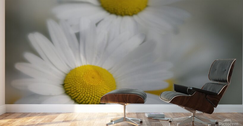 Whispers of Purity”: White Daisies in Soft Focus Wall Murals
